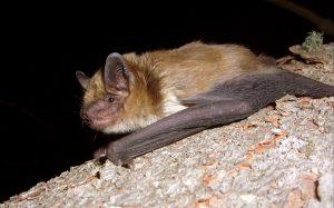 Big Brown Bat Images