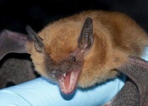 Big Brown Bat Pictures