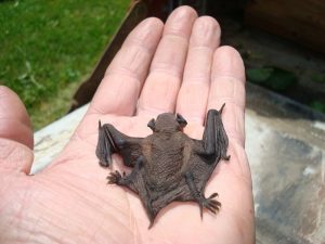 Big Brown Bat Pup