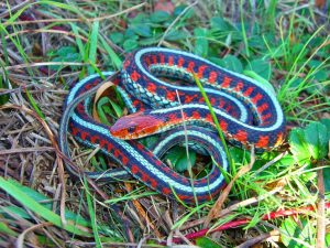 California Red Sided Garter Snake Images