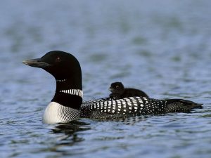 Common Loon