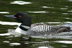 Common Loon Bird