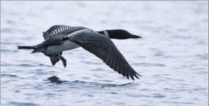 Common Loon Flight