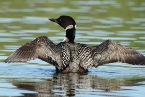 Common Loon Images