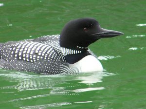 Common Loon Photos