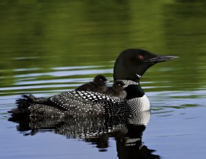 Common Loon Pictures