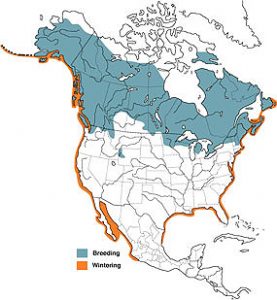 Common Loon Range