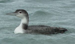 Common Loon Winter