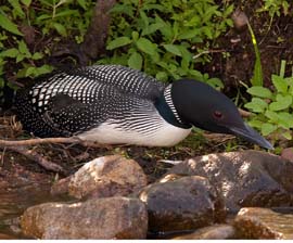 Common Loon on Land