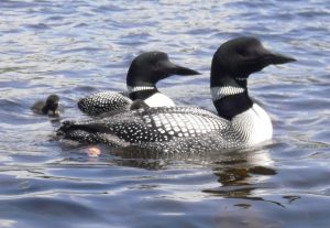 Common Loons