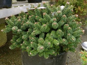 Dwarf Balsam Fir
