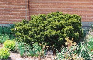 Dwarf Japanese Yew