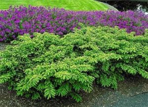 Emerald Spreader Japanese Yew