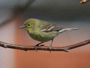 Female Pine Warbler