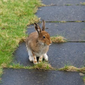 Irish Hare