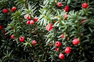 Japanese Yew Berries