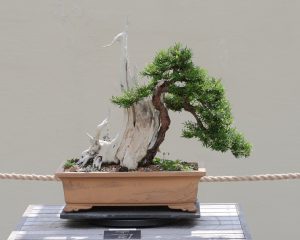 Japanese Yew Bonsai