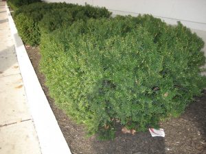Japanese Yew Bush