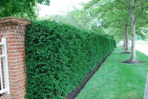 Japanese Yew Hedge