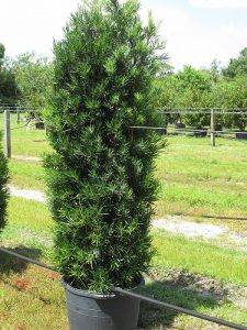 Japanese Yew Tree