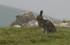 Lepus Timidus