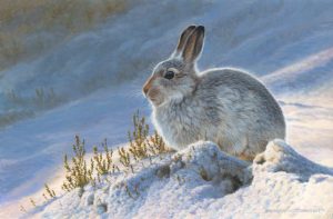 Mountain Hare