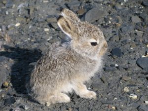 Mountain Hare Baby