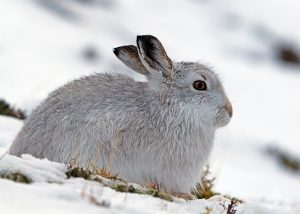 Mountain Hare Images
