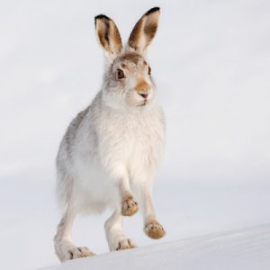 Mountain Hare Photos