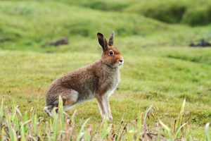 Mountain Hare Pictures
