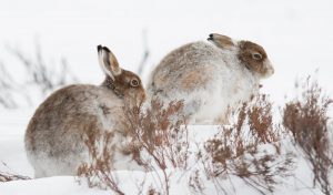 Mountain Hares