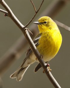 Pine Warbler Bird