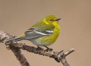 Pine Warbler Images