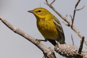 Pine Warbler Photos