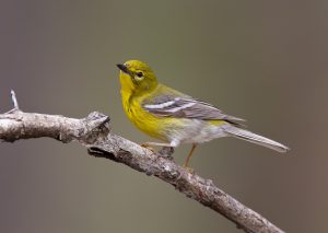 Pine Warbler Pictures