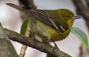 Pine Warblers