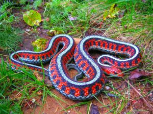 Red Sided Garter Snake