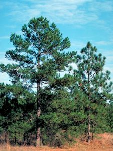 Shortleaf Pine