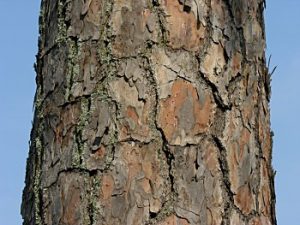 Shortleaf Pine Bark