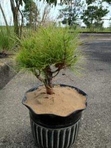 Shortleaf Pine Bonsai