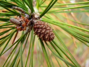 Shortleaf Pine Cone