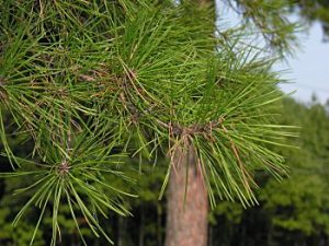 Shortleaf Pine Leaf