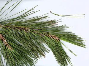 Shortleaf Pine Needles