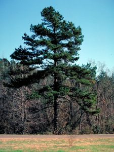 Shortleaf Pine Pictures