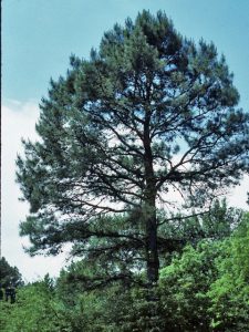 Shortleaf Pine Tree