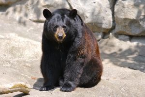 The American Black Bear