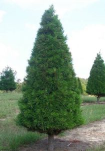 Virginia Pine