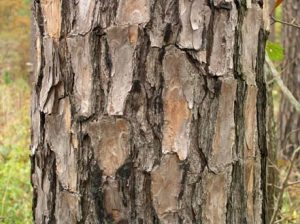 Virginia Pine Bark