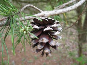 Virginia Pine Cone