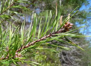 Virginia Pine Needles